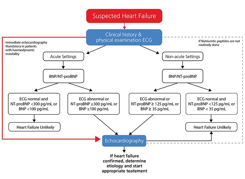 Adapted from 2016 ESC guidelines ESC guidelines for the diagnosis and treatment of acute and chronic heart failure. Eur Heart J doi:10.1093/eurheartj/ehw128